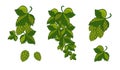 Set; Garland of hops with leaves and cones, isolated. Vector ill Royalty Free Stock Photo