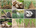 Set with garlic field. Young green sprouts