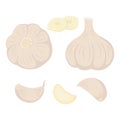 Set of garlic heads gloves and slices vector illustration isolated on white