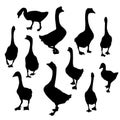 Set geese, Black duck goose silhouette isolated on white background. Vector Royalty Free Stock Photo