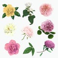 Set of gentle english roses, hand drawn vector