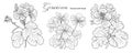 Set of Geranium flower line art vector drawing. Royalty Free Stock Photo