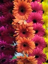 Set of gerbera daisy flowers isolated on white background Royalty Free Stock Photo