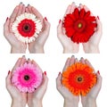 Set of gerbera daisy flowers Royalty Free Stock Photo