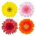 Set of gerbera flower isolated on white Royalty Free Stock Photo