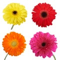 Set of Gerbera flowers. Royalty Free Stock Photo