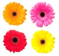 Set of gerbera flowers isolated on white Royalty Free Stock Photo