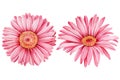 Set gerbera flowers, on a white background. Watercolor illustration hand drawn Royalty Free Stock Photo