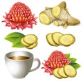 Set of ginger root with flower and teacup Royalty Free Stock Photo