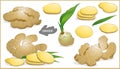 Set of ginger root in various style, vector format