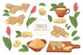 Set of ginger roots. Ginger root, dry ground powder, ginger tea, ginger leaves and flowers. Herbs and spices. Food icons