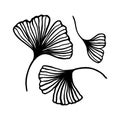 Set of Ginkgo biloba leaf hand drawn contour line. Vector Floral art in a Trendy Minimalist Style. Royalty Free Stock Photo