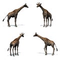 Set of giraffe with shadow on the floor on white background Royalty Free Stock Photo