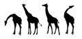 Set of giraffe silhouette - vector illustration Royalty Free Stock Photo