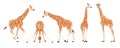 Set of giraffes in different angles and emotions in cartoon style. Vector illustration of herbivorous African animals