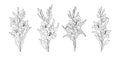 Set of Gladiolus flower line art drawings. Royalty Free Stock Photo