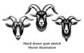 Set of goat head hand drawn vector illustration. Goat head drawing in vintage engraving style. Mountain sheep illustration.