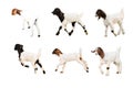 Set of Goat in many color isolated