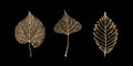 Set of gold skeleton leaves on black background Royalty Free Stock Photo