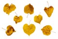 Set of golden autumn birch leaves, in the shape of a heart, different sizes, with texture and vein pattern, isolated. Royalty Free Stock Photo