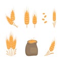 Set of golden ear of wheat, grains for making flour, baking bread and other food products and bag of seeds Royalty Free Stock Photo