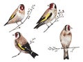 Set of goldfinch birds on branches, isolated on white background