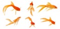 Set of goldfish on a white background Royalty Free Stock Photo