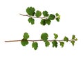 Set of goosberry twigs with green leaves