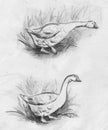 Set Goose hand painted illustration . Pencil drawing