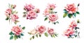 Set of Gorgeous Pink roses vector compositions.