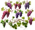 Set of grape bunches with leaves, isolated