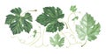 Set of grape leaves isolated on white background. Watercolor illustration. Royalty Free Stock Photo
