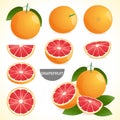 Set of grapefruit with leaf in various styles vector format