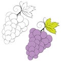Set of grapes drawn in black lines and painted, isolated object on a white background, vector illustration, Royalty Free Stock Photo