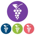 Set of grapes icon on a colorful circles. Vector illustration