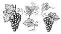 Set of grapes monochrome sketch.