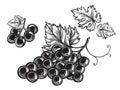 Set of grapes monochrome sketch.