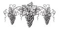 Set of grapes monochrome sketch.