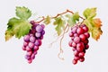 Set of grapes and vine leaves watercolor illustration. White, red and pink grapes. Generative AI Royalty Free Stock Photo