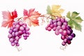 Set of grapes and vine leaves watercolor illustration. White, red and pink grapes. Generative AI Royalty Free Stock Photo