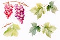 Set of grapes and vine leaves watercolor illustration. White, red and pink grapes. Generative AI Royalty Free Stock Photo