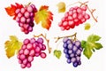 Set of grapes and vine leaves watercolor illustration. White, red and pink grapes. Generative AI Royalty Free Stock Photo