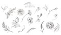Set of graphic black & white floral illustrations - individual isolated floral elements