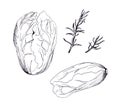 A set of graphic drawings. Fresh herbs for salad. Peking cabbage