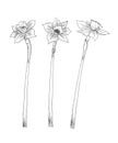 Set of graphic illustrations with a narcissus line bouquet of daffodils