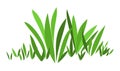 Simple cartoon stylized green grass illustration