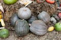 Set of gray pumpkins piled on straw