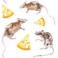 A set of gray rats and a piece of yellow cheese. Symbol of 2020 new year. Watercolor illustration isolated on white background.