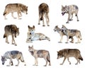 Set of gray wolves. Isolated over white