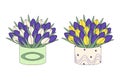 Set of 2 Great bouquet for celebration of colorful tulips in box in cartoon style in trendy shades. Royalty Free Stock Photo